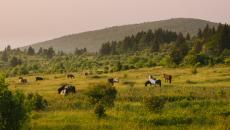 Wild ponies grazing at sunset with the mountains in the background at Grayson Highlands State Park in Virginia USA