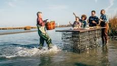 Oyster harvester in Virginia