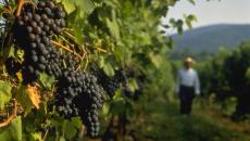 Barboursville Vineyards in Virginia