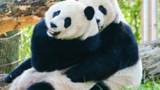 Pandas at the National Zoo in Washington, DC