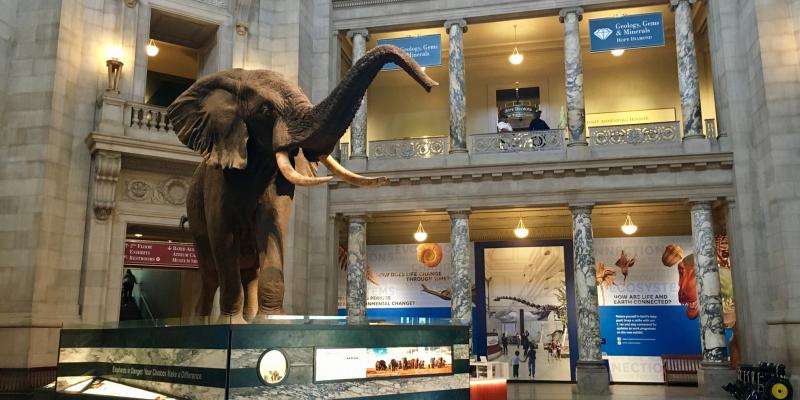 National Museum of Natural History African elephant on display inside the museum
