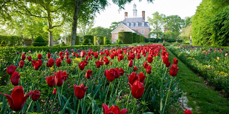 Rows of red tulips in bloom at the Governor's Palace in Williamsburg, Virginia, USA