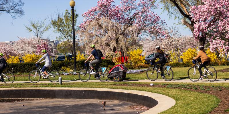 Washington Nationals Honor City's Iconic Cherry Blossoms with City