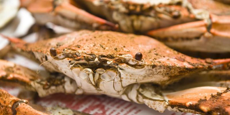 Maryland crabs