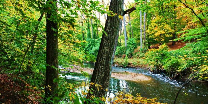 Two young trees over hang a creek surrounded by vibrant green foliage in Washington, DC's Rock Creek Park