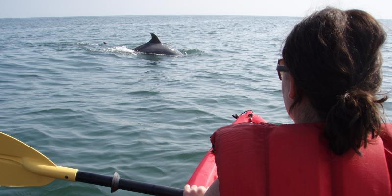 The camera points at the back of someone's brown-haired head, who is wearing a red life jacket, looking out onto the waters of Chesapeake Bay in Virginia, USA. In the waters, a dolphin peeks its dorsal fin above the water to dip back below the surface of the gray bay.