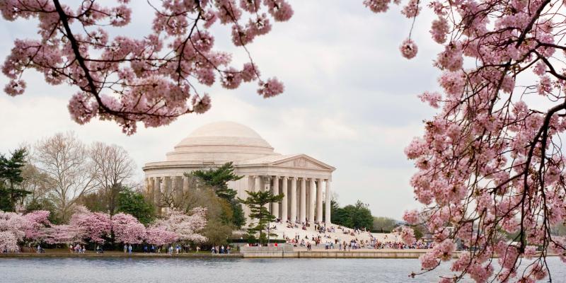 Capitals latest D.C. team to join Cherry Blossoms fun