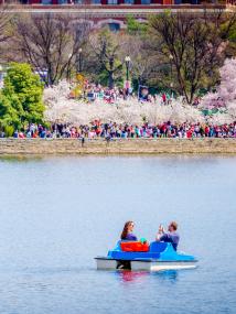 Cherry Blossoms in Washington, DC along the Tidal Basin