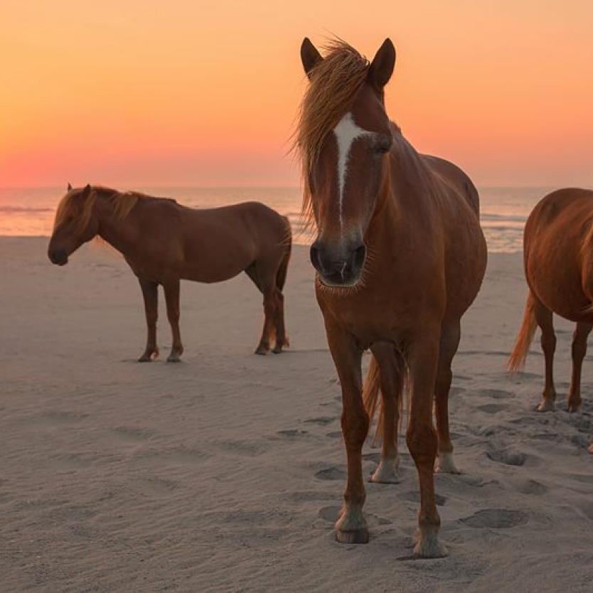 Ponies