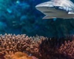 Shark swimming over a reef
