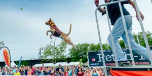 Air dog competition