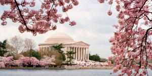 Trees burst with pink cherry blossoms in front of the Jefferson Memorial in Washington, DC.