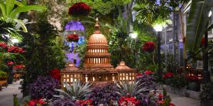 Botanical display featuring the US Capitol Building