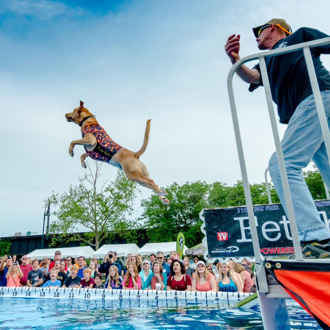 Air dog competition