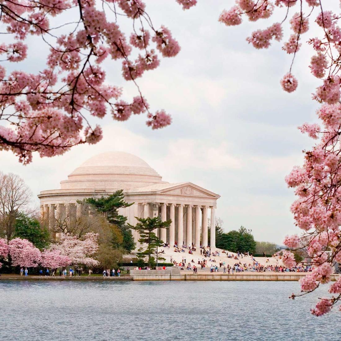 Trees burst with pink cherry blossoms in front of the Jefferson Memorial in Washington, DC.